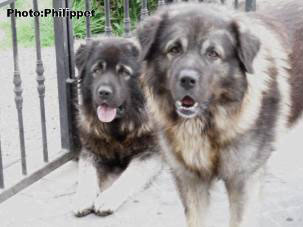 Fury et Furko 32 months